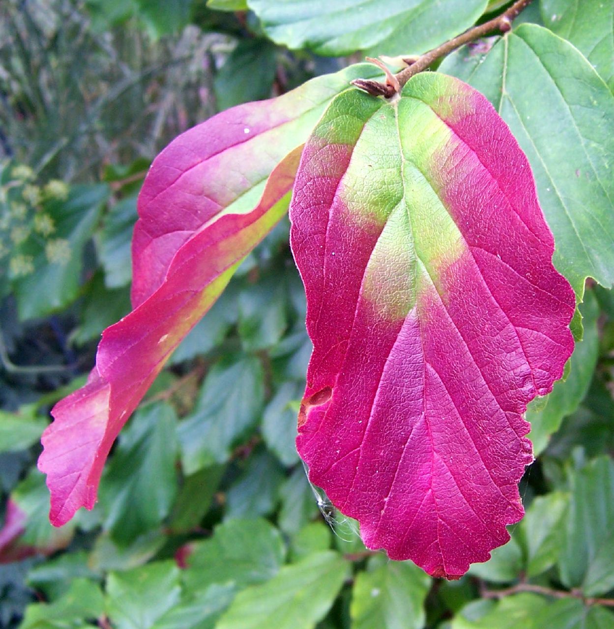 معرفی و راهنمای پرورش درختان زینتی - انجیلی